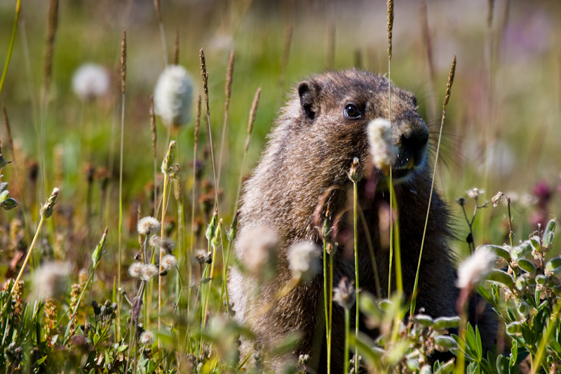 Hoary Marmot In Wildflowers